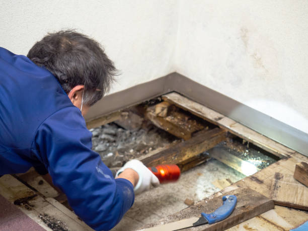 Best Residential Mold Remediation in Browns Lake, WI