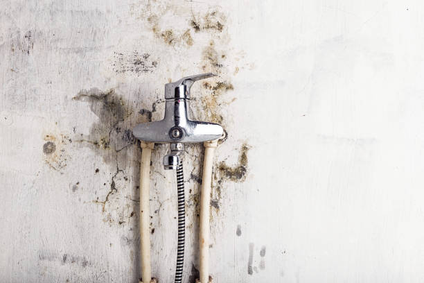 Best Mold Remediation for Specific Building Types in Browns Lake, WI