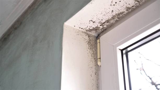 Best HVAC Mold Remediation in Browns Lake, WI