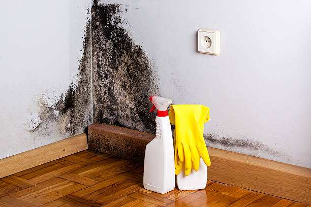 Best Emergency Mold Remediation in Browns Lake, WI