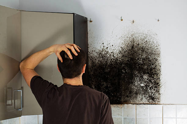 Best Localized Mold Remediation (e.g., coastal areas, humid climates) in Browns Lake, WI